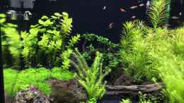 aquarium-von-aquafreak1411-becken-38732_Es wächst und gedeiht!