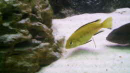 aquarium-von-jan-kaun-becken-3874_Labidochromis yellow
