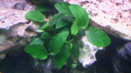 aquarium-von-jan-kaun-becken-3874_Anubias barteri var. nana - Zwergspeerblatt