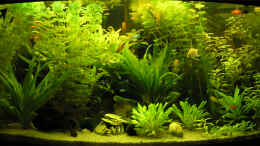 aquarium-von-fossybear-becken-3909_So zugwuchert sieht`s am 13.1.07 nach 2 Wochen nixtun aus!