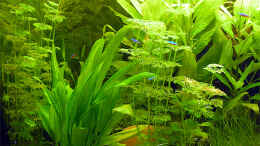 aquarium-von-fossybear-becken-3909_es grünt so grün ...