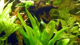 aquarium-von-fossybear-becken-3909_Wurzel und Pflanzen
