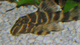 aquarium-von-fossybear-becken-3909_Panaqolus  maccus L162
