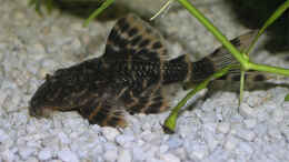 Aquarium einrichten mit Panaqolus sp. aff. maccus
