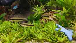 Aquarium einrichten mit Siamesische Rüsselbarbe