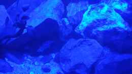 aquarium-von-elijac-malawi-tank_Mondlicht