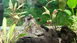 Aquarium einrichten mit Das zweite Pärchen Laetacara dorsigera - noch