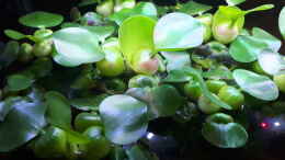 Aquarium einrichten mit Eichhornia crassipes