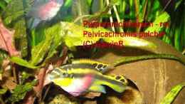 Foto mit Pelvicachromis pulcher rot