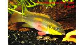 Foto mit Pelvicachromis taeniatus Wouri - Weibchen