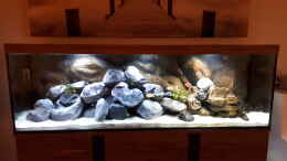aquarium-von-malawi22-mbunahome_Mit den neuen Steinen