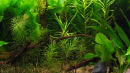 Aquarium einrichten mit Eusteralis stellata, Eichhornia gracilis und diversifolia