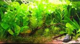 Aquarium einrichten mit Weissblühende Aponogeton ulvaceus