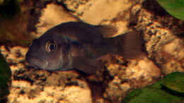 aquarium-von-stanislav-kislyuk-becken-395_junges Männchen H. sp. Orange Rock Hunter 