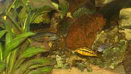 aquarium-von-stanislav-kislyuk-becken-395_H. sp. Orange Rock Hunter, H. sp. Rock Kribensis Mwanza Nort