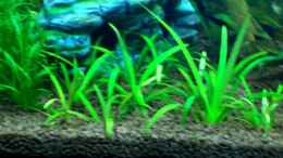 aquarium-von-thomas-schmidt-becken-3951_Echinodorus tenellus ( Grasartige Schwertpflanze )27.12.07