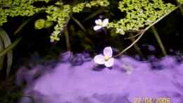 Aquarium einrichten mit Sagittaria subulata-Blüte 22.04.08