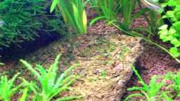 aquarium-von-thomas-schmidt-becken-3951_Lavastein leicht bewachsen, mit Javamoos 27.12.07