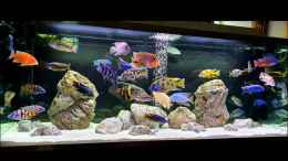 aquarium-von-malawi-guard-cichlidenparadies_