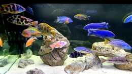 aquarium-von-malawi-guard-cichlidenparadies_