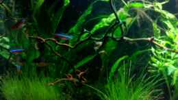 aquarium-von-marc-joist-becken-3956_Neons