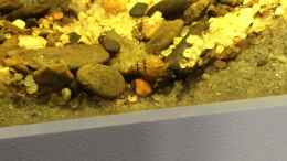 aquarium-von-andy-garnier-rio-negro-biotop_TDS