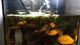aquarium-von-andy-garnier-rio-negro-biotop_Wasserwechsel an Tag 7