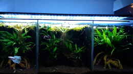 aquarium-von-mich-asian-shallow---aufgeloest-nur-noch-als-beispiel_Gesamt_20200705