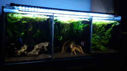 aquarium-von-mich-asian-shallow---aufgeloest-nur-noch-als-beispiel_Gesamt_20100114