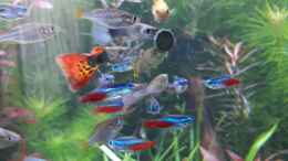 aquarium-von-michael-mueller-trigon-350--ich-mag-es_Raubfischfütterung