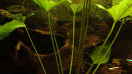 Aquarium einrichten mit Anubias hastifolia ( wächst übrigens sehr gut!)