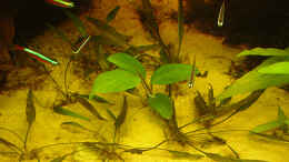 Foto mit Anubias spec. heterophylla Ableger umringt von Zwergwasserkelchen