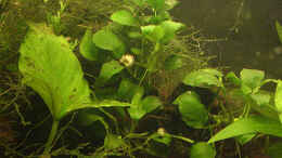 aquarium-von-juliane-schmidt-becken-3969_Anubias barteri var. nana auf Wurzel festgewachsen