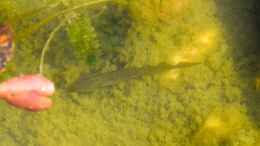 aquarium-von-acki50-naturnaher-gartenteich_Bergmolch Larve (Ichthyosaura alpestris)19.08.2019