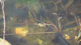 Aquarium einrichten mit Schöne Spitzschlamm Schnecke (Lymnaea stagnalis)