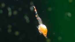 aquarium-von-acki50-tuempel-fuer-rote-hawaii-garnelen_Larve von Halocaridina rubra