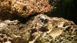 aquarium-von-acki50-tuempel-fuer-rote-hawaii-garnelen_Lavastein Aufbau