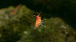 aquarium-von-acki50-tuempel-fuer-rote-hawaii-garnelen_Halocaridina rubra Weibchen