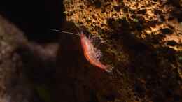aquarium-von-acki50-tuempel-fuer-rote-hawaii-garnelen_Trächtiges Weibchen
