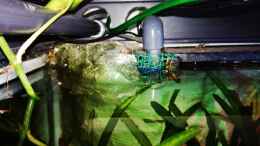 aquarium-von-lance-hardwood-nanozonas_Der grüne Luftschlauch dient dazu, die angesammelte Luft im