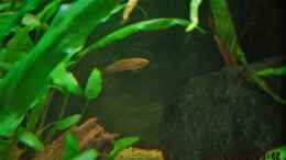 Aquarium einrichten mit Betta Imbellis Weibchen