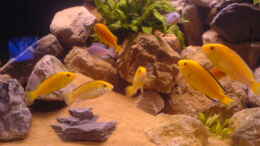 aquarium-von-cindy-laumer-becken-3979_Yellows