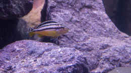 aquarium-von-steffen-wahl-becken-39816_Melanochromis auratus