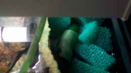 aquarium-von-michael-goetz-becken-3989_Eheim Kompaktpumpe 1000 im Modul an der rechten Scheibe