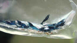aquarium-von-x-rayminator-mein-erstes-aquascape_Topas Blue-Garnelen - Eingewöhnung