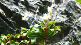 Foto mit Bucephalandra sp. Lamandau Mini Red (In Woche 3 eingesetzt)