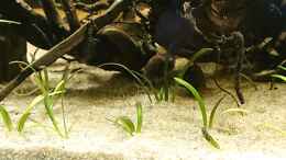 aquarium-von-dennisthemenis-guyana-biotop_2 gut versteckte Corydoras Aenus. Davor Sagitaria subulata