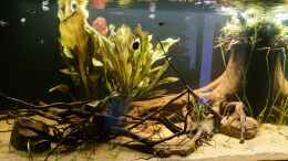 aquarium-von-dennisthemenis-guyana-biotop_rechte Beckenseite