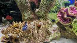 aquarium-von-ukulele-malawi-im-marine-style-oder-salzwasserfake_Echter Korallenbruch