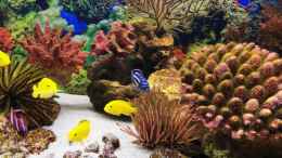 aquarium-von-ukulele-malawi-im-marine-style-oder-salzwasserfake_Korallenblock